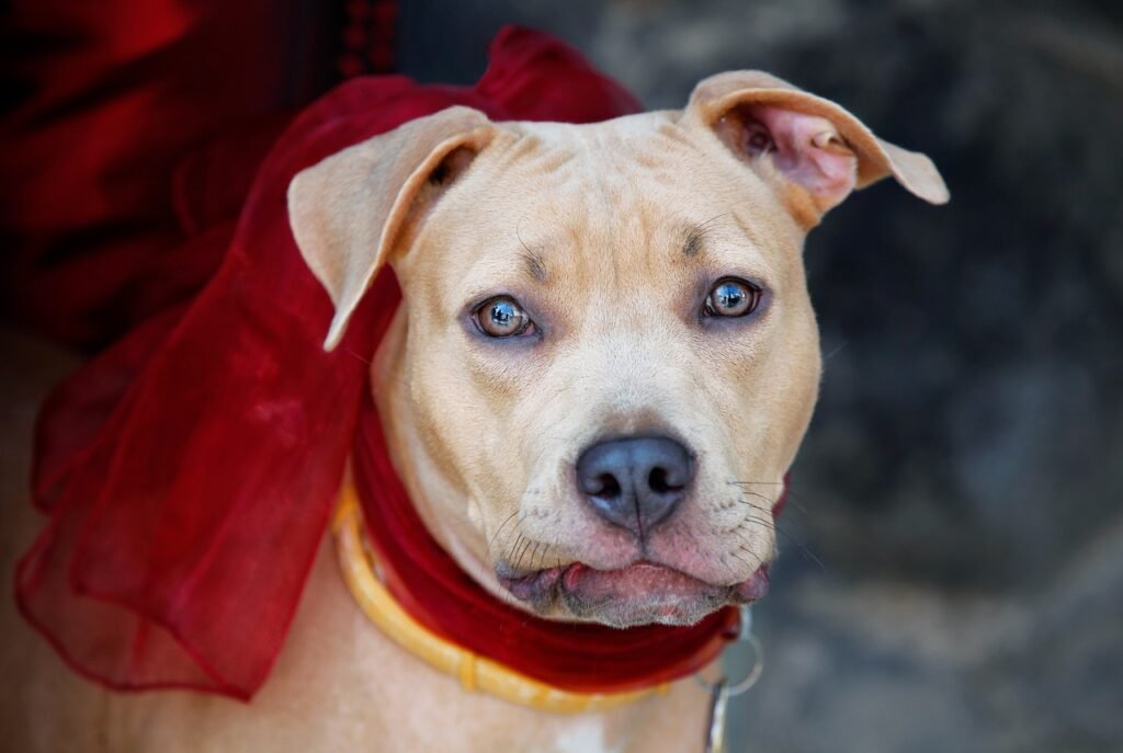 Holiday Gifts for Fur Babies: Toys, Cozy Gear & Smart Helpers dog, collar, bow, nature, pet, eyes, head, animal, portrait, red, bull terrier, festive